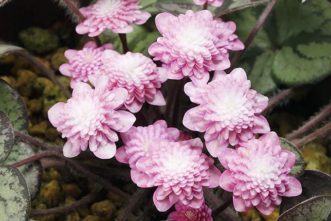 花小町